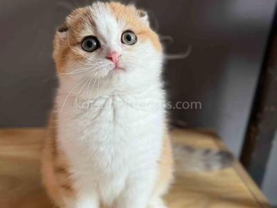 Oda Golden Bicolor Scottish Fold Shorthair Girl - Scottish Fold - Gallery Photo #1