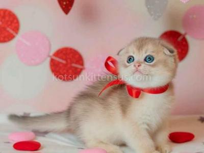 Cosmo Blue Golden Shaded Scottish Fold Shorthair - Scottish Fold - Gallery Photo #1