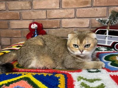 Lola - Scottish Fold - Gallery Photo #1