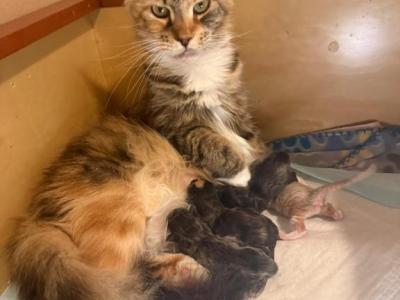 Han And Gina's Litter - Maine Coon - Gallery Photo #1