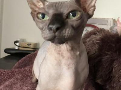 Bambino Female Cat - Bambino - Gallery Photo #1
