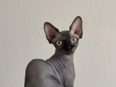 Bambino Sphynx Female Cat - Bambino - Gallery Photo #1