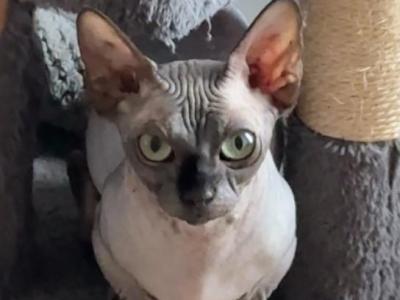 Bambino Female Cat - Bambino - Gallery Photo #1