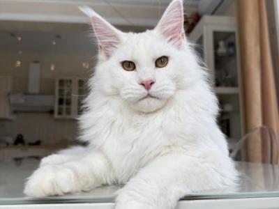 Khammer - Maine Coon - Gallery Photo #1