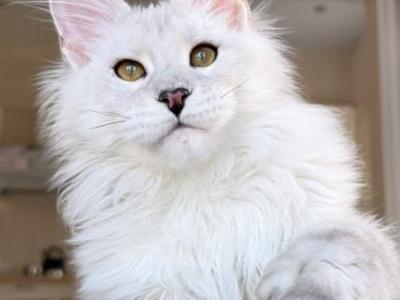 Oskar - Maine Coon - Gallery Photo #1