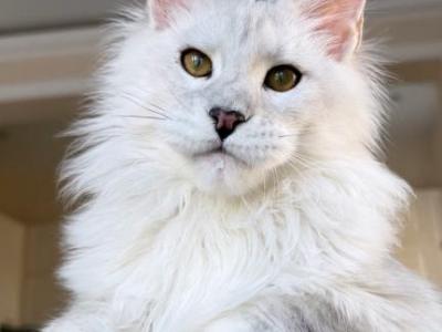 Ofeliya - Maine Coon - Gallery Photo #1