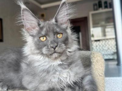 Trinity - Maine Coon - Gallery Photo #1
