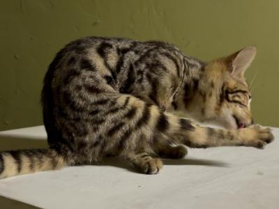 F6 SAVANNAH KITTENS - Savannah - Gallery Photo #1