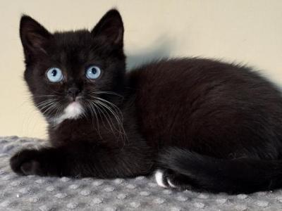 Luna Scottish Straight Female - Scottish Straight - Gallery Photo #1