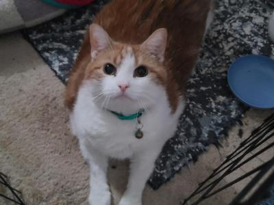 Chrissy Morgan - Domestic - Gallery Photo #1