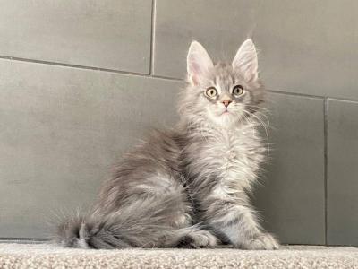 Maine Coon EZ Orsk - Maine Coon - Gallery Photo #1