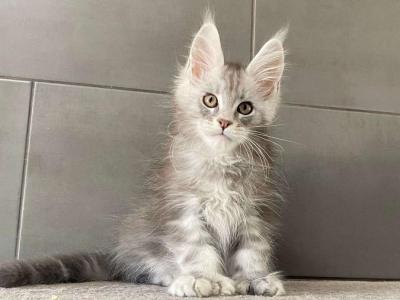 Maine Coon EZ Orenburg Polydactyl - Maine Coon - Gallery Photo #1
