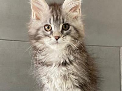 Maine Coon EZ Odre - Maine Coon - Gallery Photo #1