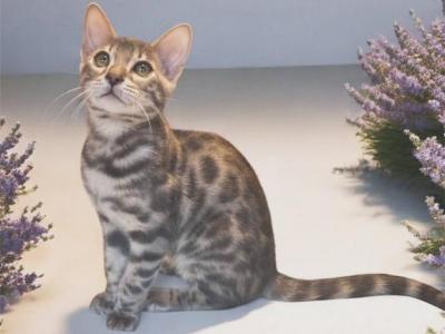 Fashionkitties - Bengal - Gallery Photo #1