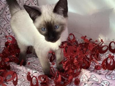Anchoka - Siamese - Gallery Photo #1
