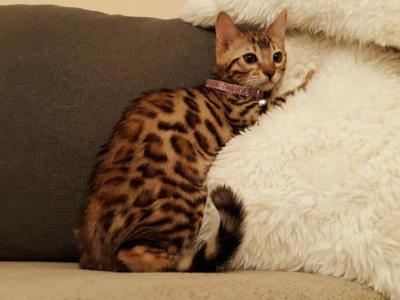 Tica High Quality Bengal Girl - Bengal - Gallery Photo #1