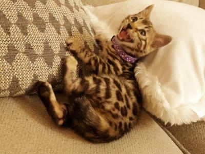Tica Gorgeous Bengal Girl - Bengal - Gallery Photo #1