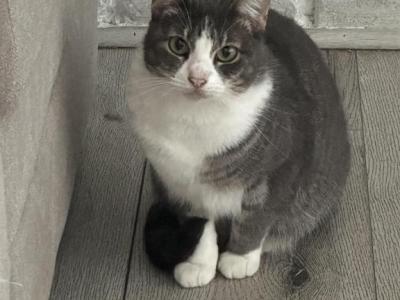 Luna - Domestic - Gallery Photo #1
