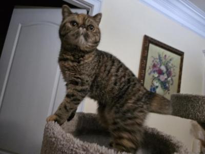 Zimba - Exotic - Gallery Photo #1