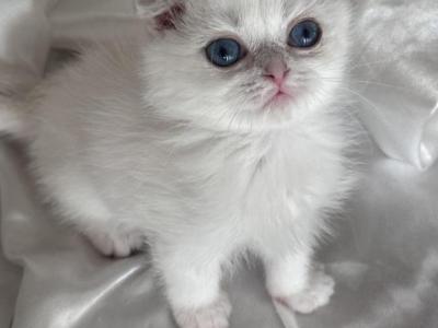 Scottish Fold Chinchilla Point - Scottish Fold - Gallery Photo #1