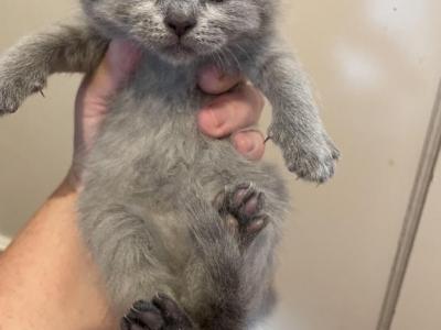 Kitten 1 - Scottish Straight - Gallery Photo #1