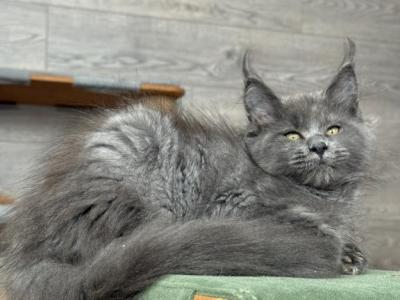 Viva Maine Coon Blue Female - Maine Coon - Gallery Photo #1