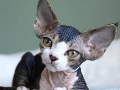 Dandy - Devon Rex - Gallery Photo #1