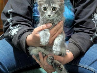 Bleu - Domestic - Gallery Photo #1