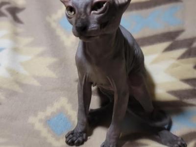 3 Months Black Elf Sphynx - Sphynx - Gallery Photo #1