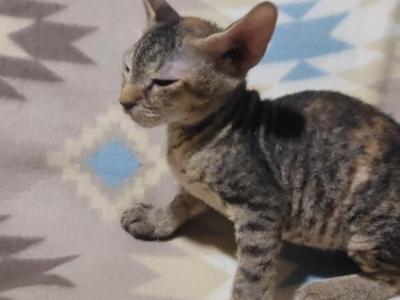 3 Months Old Tabby Color Sphynx - Sphynx - Gallery Photo #1