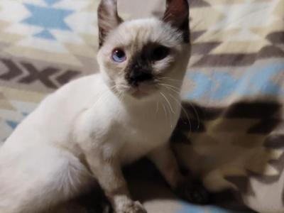 4 Months Old Blue Eyes Sealed Point Fuzzy Sphynx - Sphynx - Gallery Photo #1