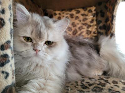 Sergey - Scottish Straight - Gallery Photo #1