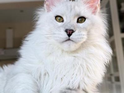 Oskar - Maine Coon - Gallery Photo #1