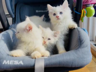 One Left - Ragdoll - Gallery Photo #1