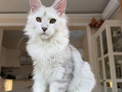 Ofeliya - Maine Coon - Gallery Photo #1
