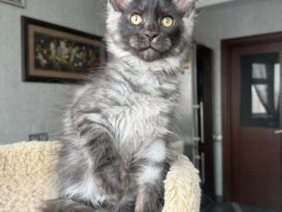 Triumph - Maine Coon - Gallery Photo #1