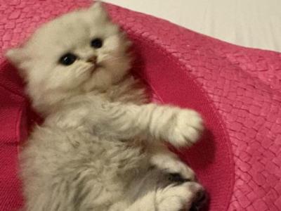 Jasmine - Persian - Gallery Photo #1