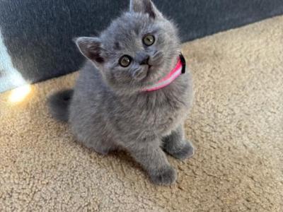 Ronny - British Shorthair - Gallery Photo #1