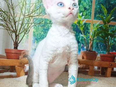 Grammy - Devon Rex - Gallery Photo #1