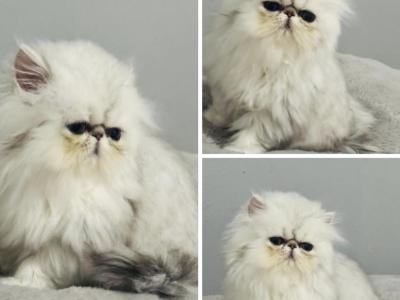 Harlow X Jeremiah - Persian - Gallery Photo #1