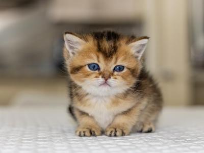 Sunny Reserved - British Shorthair - Gallery Photo #1