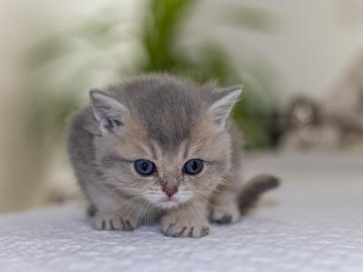 Luna Reserved - British Shorthair - Gallery Photo #1