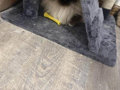 Tori - Ragdoll - Gallery Photo #1