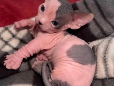 Coral - Sphynx - Gallery Photo #1