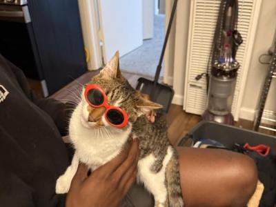 Ozzy - Domestic - Gallery Photo #1