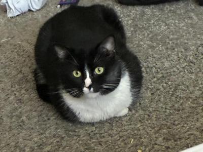 Alfred - Domestic - Gallery Photo #1
