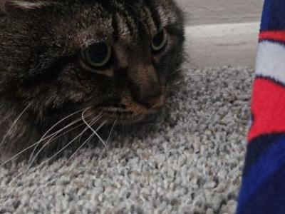 Blueberry - Domestic - Gallery Photo #1