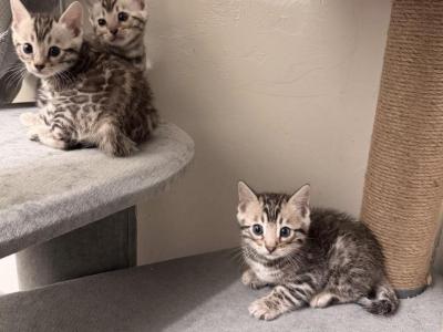 Bengal Sliver - Bengal - Gallery Photo #1