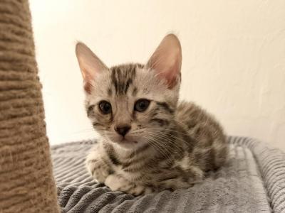 CaliforniaBengals - Bengal - Gallery Photo #1