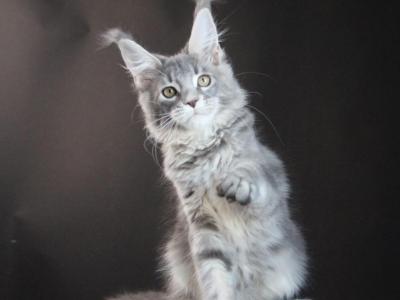 Kiss Me - Maine Coon - Gallery Photo #1